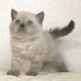 セルカークレックス【静岡県・女の子・2025年9月26日・ブルーポイント】の写真3