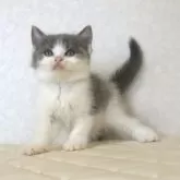 ブリティッシュショートヘア【静岡県・男の子・2025年9月27日・ブルー&ホワイト】の写真3