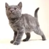 ブリティッシュショートヘア【静岡県・男の子・2026年3月9日・ブルー・シルバー系】の写真3