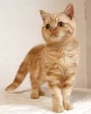 ブリティッシュショートヘア【静岡県・男の子・2025年7月21日・レッドタビー】の写真3