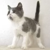 ブリティッシュショートヘア【静岡県・男の子・2025年8月9日・ブルー&ホワイト】の写真3