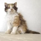 セルカークレックス【静岡県・女の子・2025年5月28日・キャリコ 三毛猫】の写真3