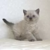 セルカークレックス【静岡県・女の子・2025年9月26日・ブルーポイント】の写真4