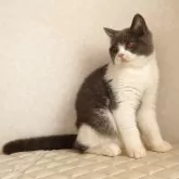 ブリティッシュショートヘア【静岡県・男の子・2025年9月27日・ブルー&ホワイト】の写真4