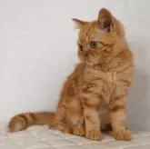 ブリティッシュショートヘア【静岡県・男の子・2025年7月21日・レッドタビー】の写真4