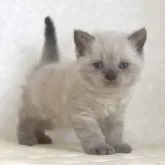 セルカークレックス【静岡県・女の子・2025年9月26日・ブルーポイント】の写真5