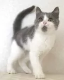 ブリティッシュショートヘア【静岡県・男の子・2025年8月9日・ブルー&ホワイト】の写真5