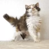 セルカークレックス【静岡県・女の子・2025年5月28日・キャリコ 三毛猫】の写真5