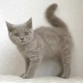 ブリティッシュショートヘア【静岡県・女の子・2025年4月4日・ライラック】の写真5