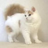 ブリティッシュロングヘア【静岡県・男の子・2025年1月21日・クリーム&ホワイト】の写真5
