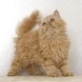 セルカークレックス【静岡県・男の子・2025年5月28日・レッドタビー】の写真5