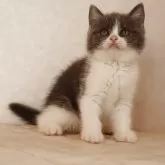 ブリティッシュショートヘア【静岡県・女の子・2025年9月27日・ブルー&ホワイト】の写真5