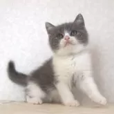 ブリティッシュショートヘア【静岡県・男の子・2025年9月27日・ブルー&ホワイト】の写真5