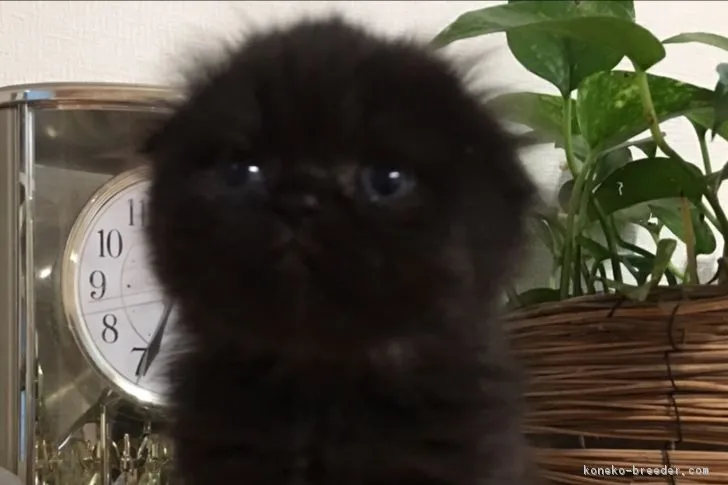 ID：1810-01277の子猫