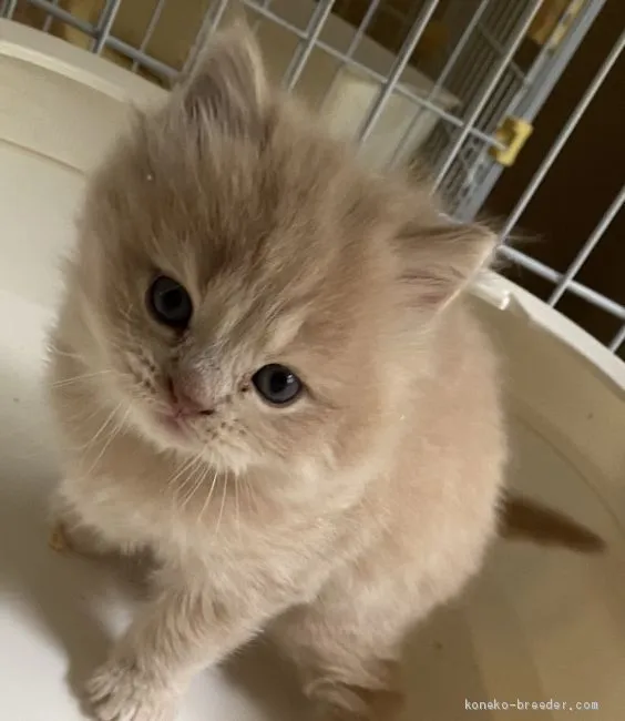 ID：2012-01576の子猫