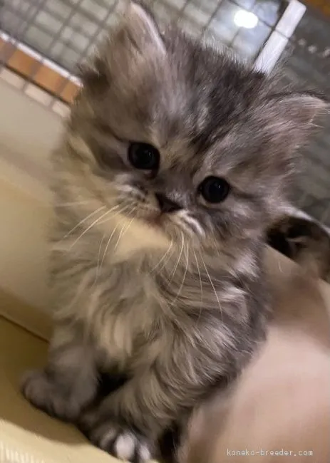 ID:2012-01539の子猫