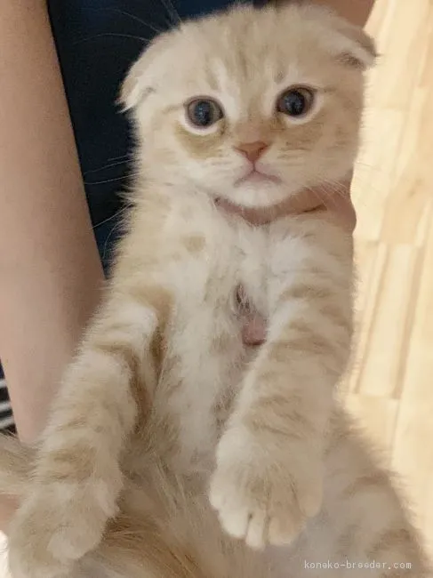 ID:1905-00860の子猫