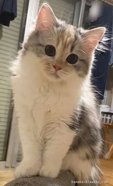 ID：2106-01254の子猫