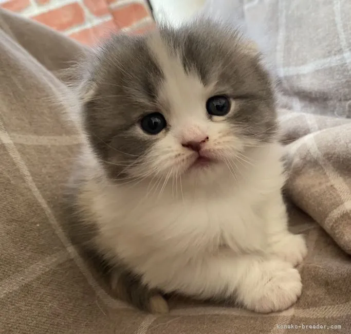 ID：2201-01876の子猫