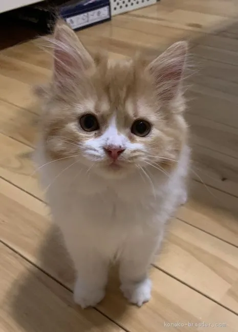 ID：2004-02415の子猫