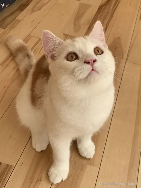 ID：1904-01809の子猫