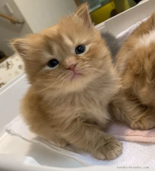 ID：2003-00179の子猫