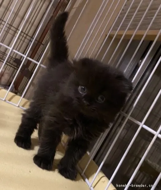 ID:2106-02339の子猫