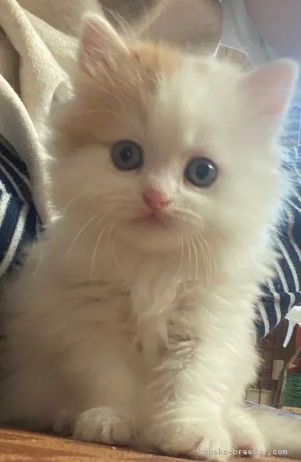 H.H 様のお迎えした子猫