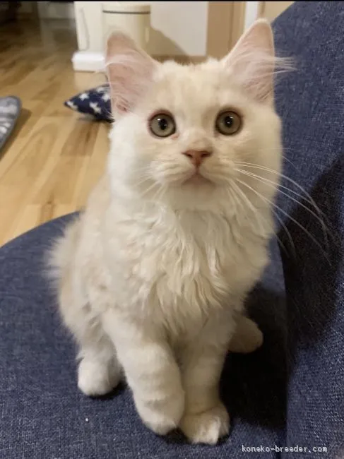 ID：1908-01837の子猫