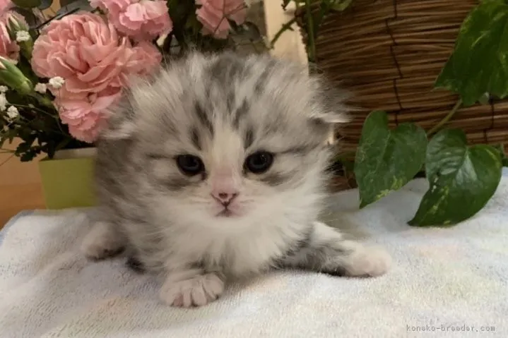 ID:1904-00032の子猫