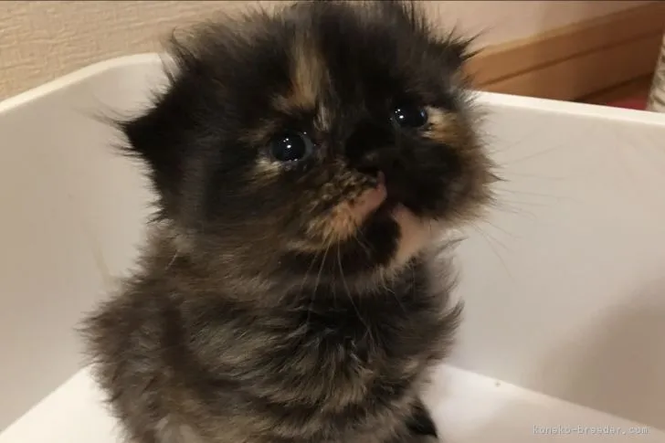 もーちゃん 様のお迎えした子猫