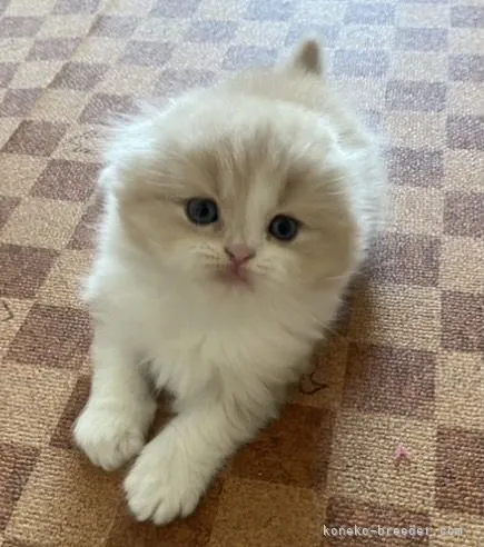 ID：2202-00204の子猫