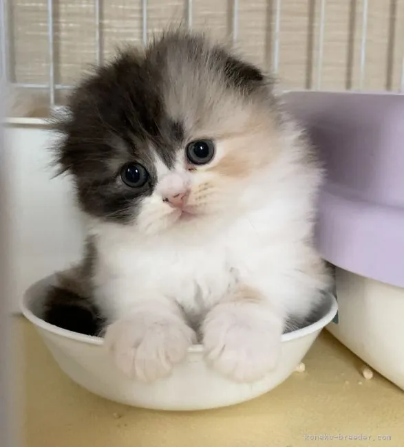 ID：2106-01046の子猫