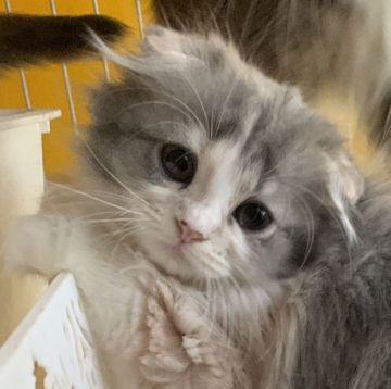 スコティッシュフォールド(折れ耳)【愛知県・女の子・2020年9月10日・ダイリュートキャリコ】の写真「綺麗な毛並み💕元気なおっとりちゃん💕」