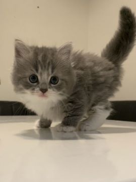 スコティッシュフォールド(立ち耳)【愛知県・男の子・2019年8月28日・ブルータビー&ホワイト】の写真「とっても可愛いブルーの綺麗な僕ちゃん🤗」