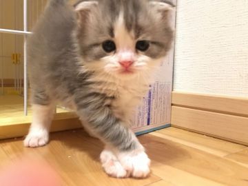 スコティッシュフォールド(折れ耳)【愛知県・男の子・2018年9月20日・ブルータビー&ホワイト(ロング)】の写真「ブルーの綺麗なふわふわ君🤗」