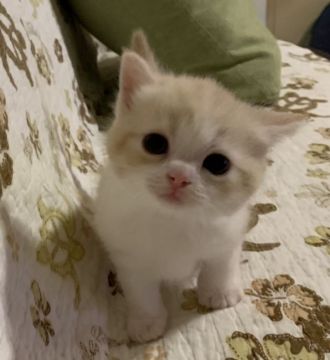 スコティッシュフォールド(立ち耳)【愛知県・男の子・2019年9月30日・レッドタビー&ホワイト】の写真「まん丸お目めが可愛い💕立ち耳ちゃん💕」