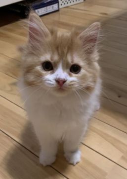 スコティッシュフォールド(立ち耳)【愛知県・女の子・2020年2月4日・レッドタビー&ホワイト】の写真「ママ大好き💕遊び大好き💕甘えん坊💕」