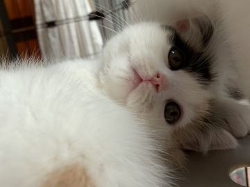 スコティッシュフォールド(立ち耳)【愛知県・女の子・2020年2月13日・キャリコ】の写真「白多めのとっても可愛いキャリコちゃん❤️」