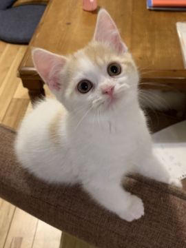スコティッシュフォールド(立ち耳)【愛知県・男の子・2020年2月13日・レッドタビー&ホワイト】の写真「ご飯を見るとニャー！と走ってきます😻」
