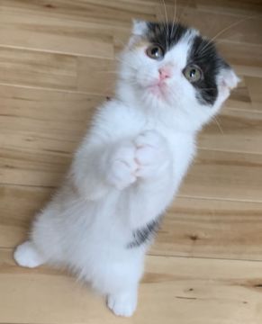 スコティッシュフォールド(折れ耳)【愛知県・女の子・2020年2月13日・キャリコ】の写真「猫じゃらし大好き💕ママ大好き💕」
