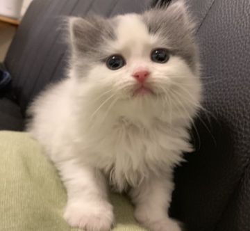 スコティッシュフォールド(立ち耳)【愛知県・女の子・2019年8月28日・ブルー&ホワイト】の写真「ママだ〜い好きなマイペースちゃん😽」