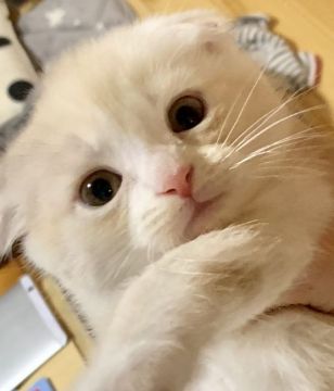 スコティッシュフォールド(折れ耳)【愛知県・男の子・2018年10月30日・レッドタビー&ホワイト】の写真「とっても可愛い丸顔の折れ耳ちゃん😊」