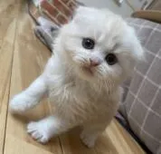 スコティッシュフォールド(折れ耳)【愛知県・男の子・2022年2月7日・クリーム&ホワイト】の写真1「とっても可愛いお顔のぼくです🥰」