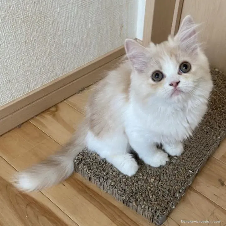 ID:2207-03202の子猫