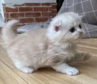 スコティッシュフォールド(折れ耳)【愛知県・男の子・2022年2月7日・クリーム&ホワイト】の写真2「楽しいな〜💕」