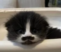 スコティッシュフォールド(折れ耳)【愛知県・男の子・2022年4月25日・ブラック&ホワイト】の写真2「なんて癒しなの〜🥰」