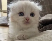 スコティッシュフォールド(折れ耳)【愛知県・男の子・2022年2月7日・クリーム&ホワイト】の写真3「丸顔可愛い〜💖」