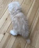 スコティッシュフォールド(折れ耳)【愛知県・男の子・2022年2月7日・クリーム&ホワイト】の写真5「クリームがとっても綺麗です✨」