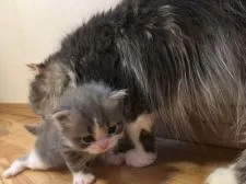 スコティッシュフォールド(立ち耳)【愛知県・男の子・2018年9月20日・ブルータビー&ホワイト(ロング)】の写真5「ママと一緒❤️」